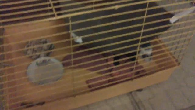 Рикки смотреть онлайн