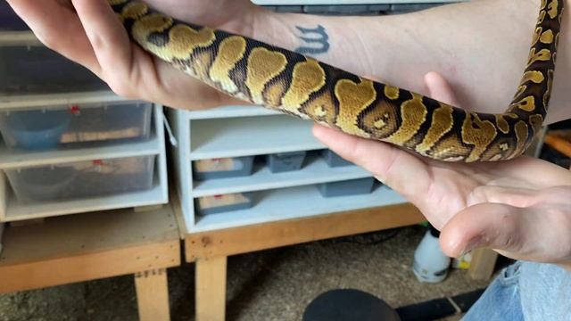 Unboxing a quality ball python from Cody Shepherds Reptiles. Building Block for the future!! смотреть онлайн