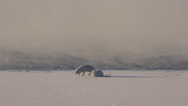 Ледостав и песец смотреть онлайн