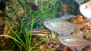 #Aquarium. Бриллиантовая тетра и другие.