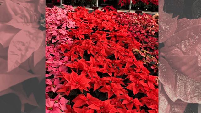 NEW Orange Glow Poinsettia - N.G. Heimos Greenhouses 2020 смотреть онлайн