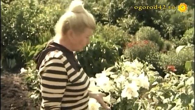 Красивая калина - гордовина на садовом участке смотреть онлайн