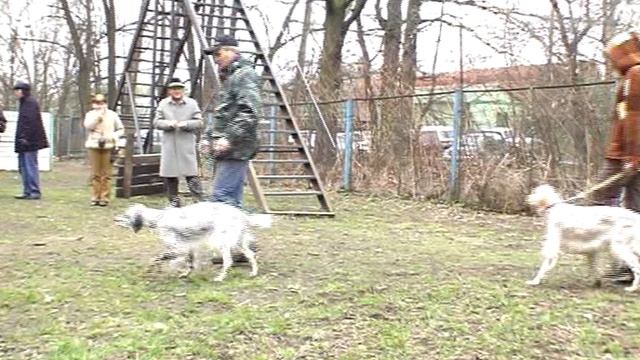 Выводка молодняка английских сеттеров МООиР 2007. Ринг сук. смотреть онлайн