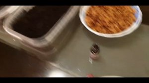 Как вырастить ПИХТУ корейскую из СЕМЯН!!!