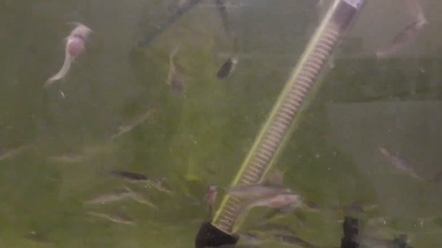 700 штук АФРИКАНСКОГО (клариевого) сома в аквариуме! смотреть онлайн