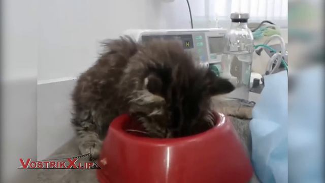 Кот Кузя Первые шаги к свету смотреть онлайн