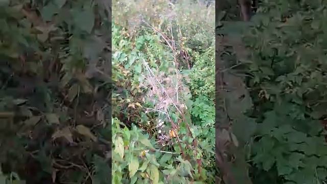 Паук чёрная вдова в курской обл смотреть онлайн