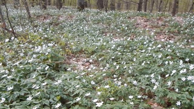 Весна в Рафалівському лісі