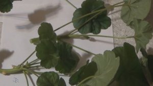 Черенкование герани. Простой и проверенный способ размножения