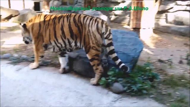 Тигры бенгальские и амурские 14.10.2022 смотреть онлайн