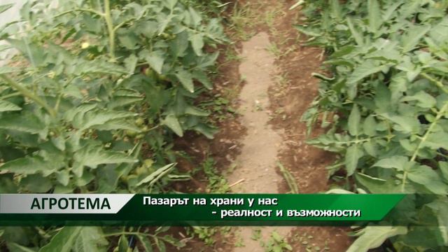 Агротема: Пазарът на храни у нас - реалност и възможности, автор: Камелия Карадочева смотреть онлайн