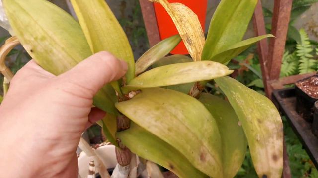 Garden? Tour | Part Two | Accidentally Harvesting Seeds | African Violets Update смотреть онлайн