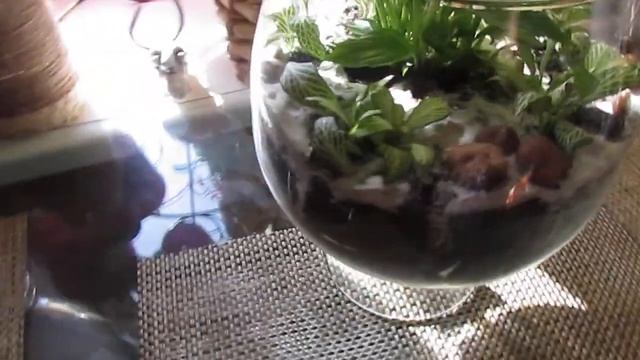 Флорариум своими руками. смотреть онлайн