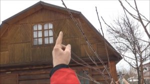 ОБРЕЗКА ЧЕРЕШНИ по ВЕСНЕ / ЗАЛОГ БОЛЬШОГО УРОЖАЯ ЛЕТОМ