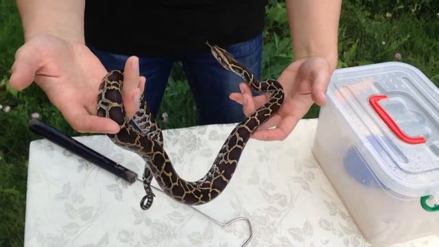 Тигровый питон Normal 50% Het. Albino CB2017 смотреть онлайн
