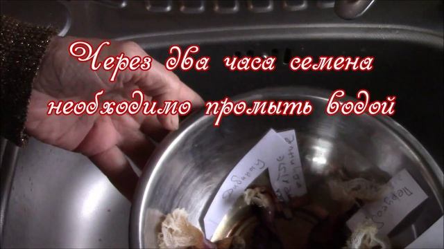 Семена томатов. Подготовка к посадке на рассаду. смотреть онлайн