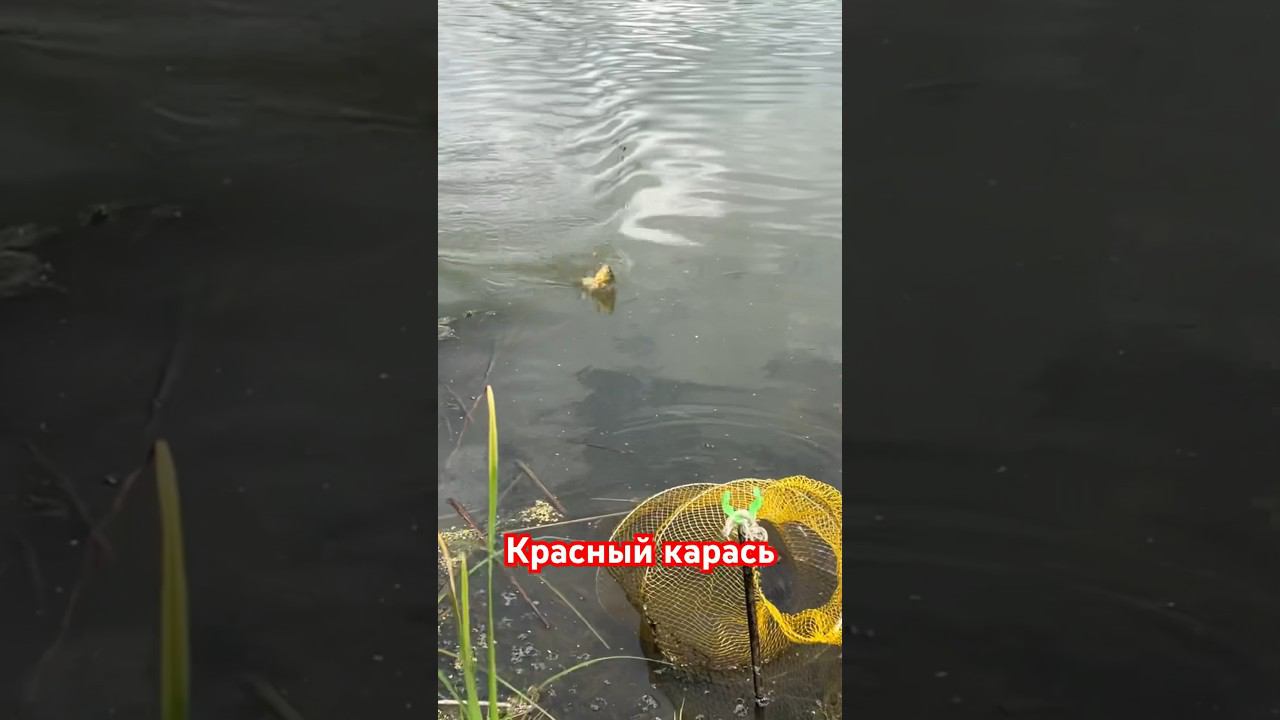 Редкость красный карась #красныйкарась #рыбалкакстово #первыйлёд #зимняяудочка #плотва смотреть онлайн