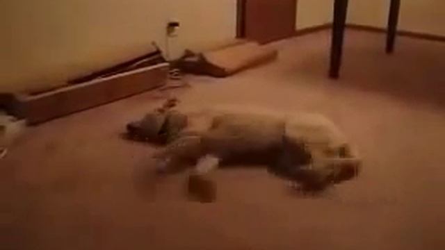 Псу снится сон. Ржака-ржака )) смотреть онлайн