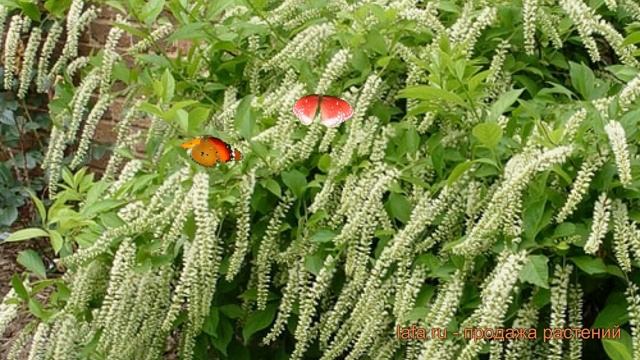 Итея виргинская Генрис Гарнет ? обзор: как сажать, саженцы итеи Генрис Гарнет смотреть онлайн