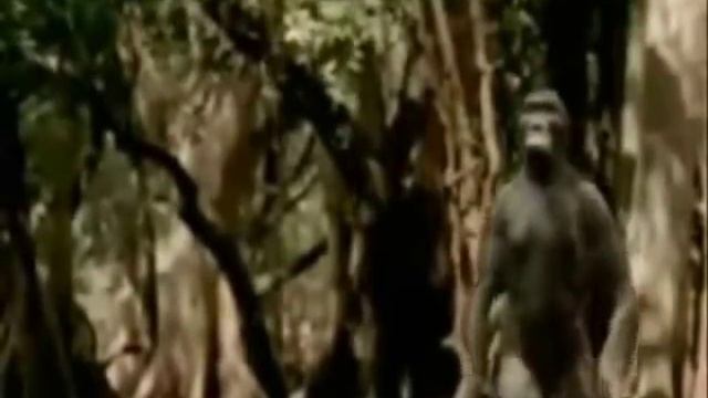 Phylogeny Challenge смотреть онлайн