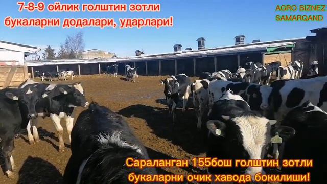 7-8-9 ойлик голштин зотли букаларни додалари, ударлари! 155 бош сараланган голштин зотли букалар!⬆️ смотреть онлайн