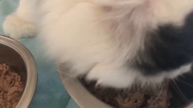 PURINA ProPlan Vs SHEBA Vs FANCY FEAST! Сравнение бюджетных жидких кормов)ЧТО же выберут котята?