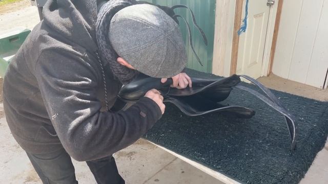Apollo The Shire Horse Getting Fitted For Schleese Dressage Saddle 2023