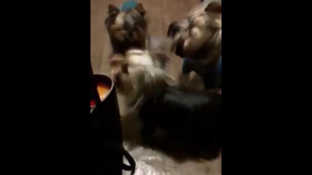 Встретили хозяйку смотреть онлайн
