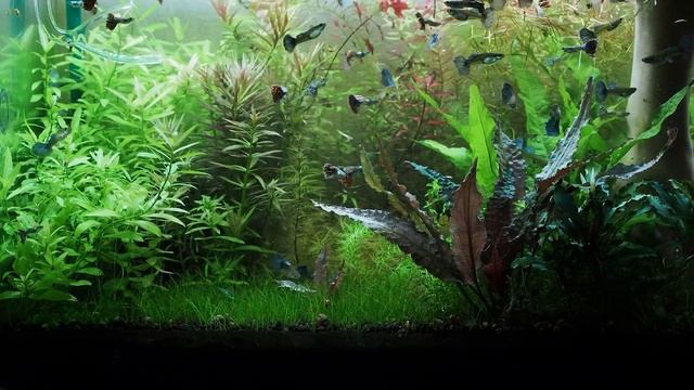 Стрижка и прополка растений в аквариуме смотреть онлайн
