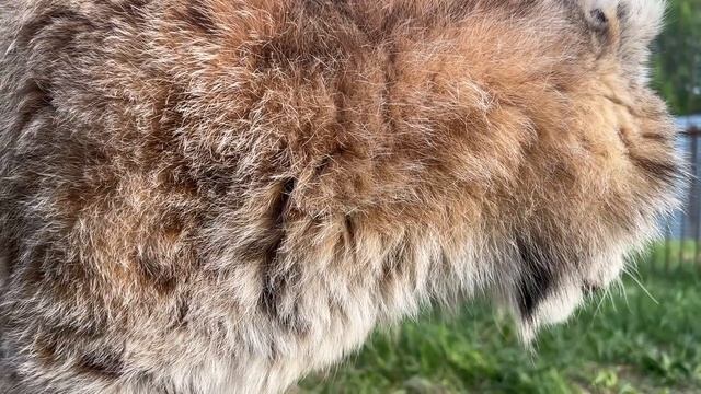 Как разговаривает Рысь смотреть онлайн