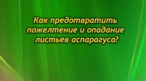 Почему желтеет и осыпается аспарагус? Что делать? Как спасти растение?