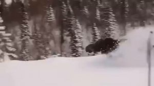 Лось бежит по снегу.