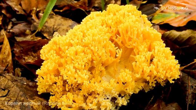 Коралл желтый (Ramaria flava) смотреть онлайн
