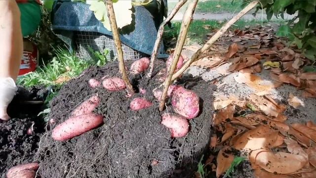 Выращивание картофеля в мешке | мой опыт | огород в Германии смотреть онлайн