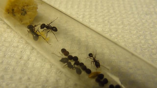 Колония муравьёв без королевы Долгожданное пришествие. Часть 2 смотреть онлайн