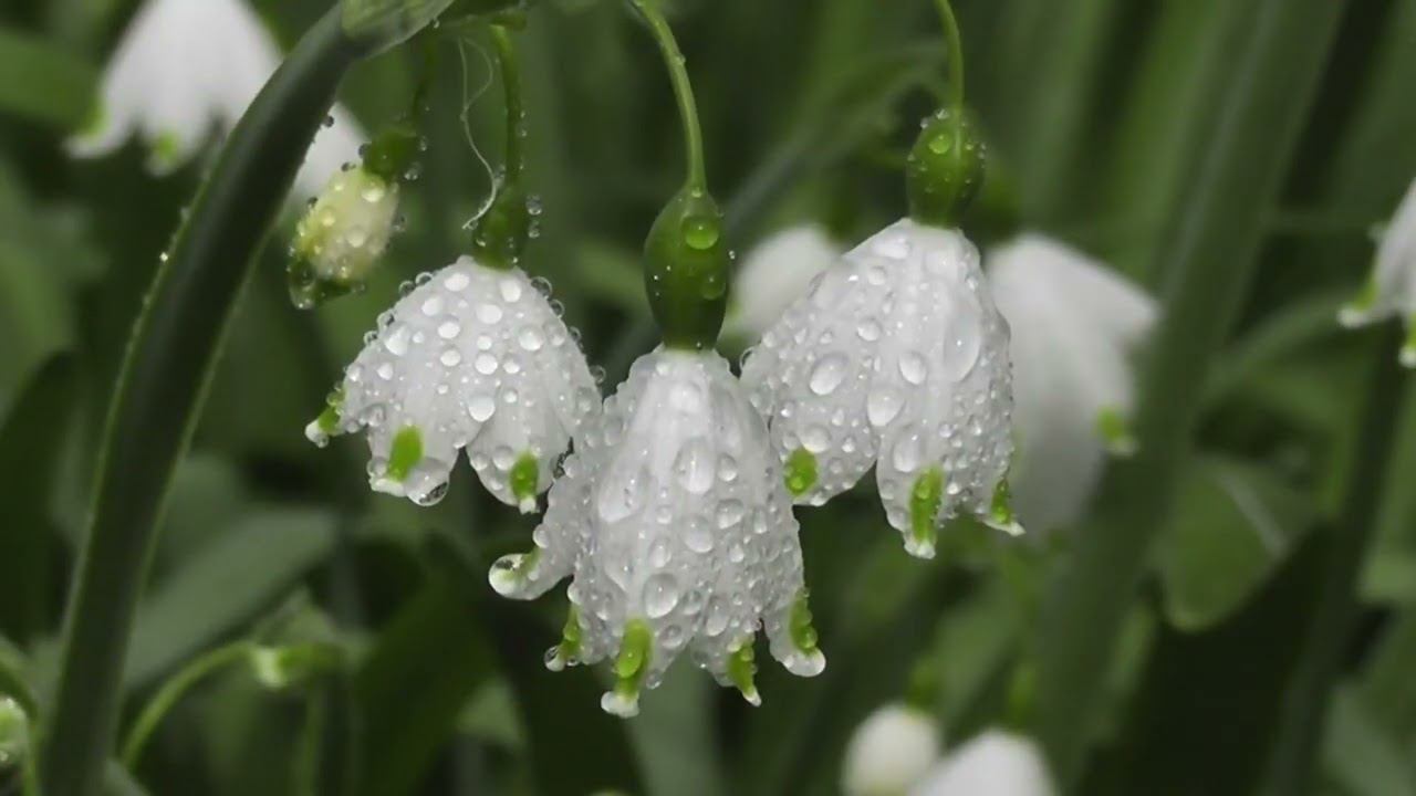 Весеннее настроение смотреть онлайн