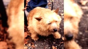 Норвич Терьер. Плюсы и минусы, Цена, Как выбрать, Факты, Уход, История