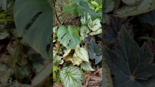 Begonia Dipembibitan Orang Koq Subur Ya😯 смотреть онлайн