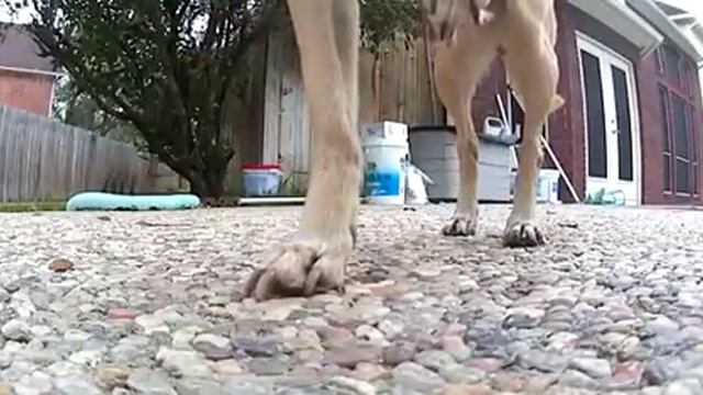 Chihuahua sniffing camera смотреть онлайн