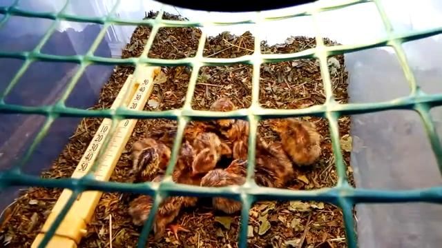 Магазинные перепелиные яйца эксперемент, инкубация смотреть онлайн
