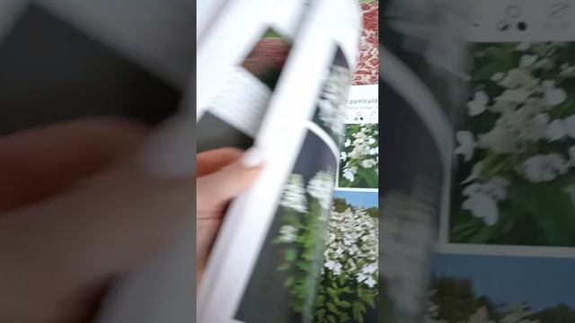 Хвастаюсь каталогом гортензий???? смотреть онлайн
