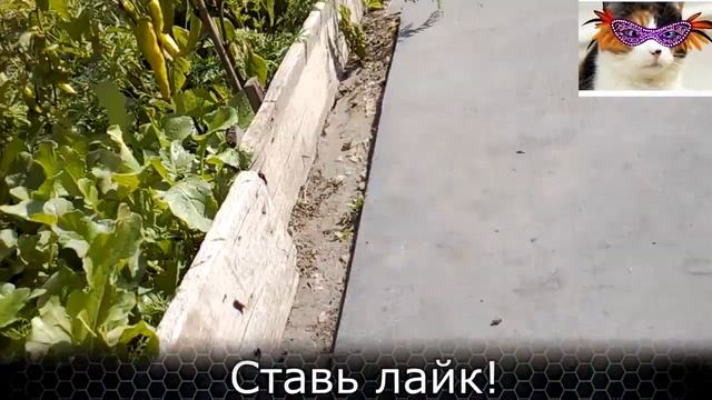 Семена редиски смотреть онлайн