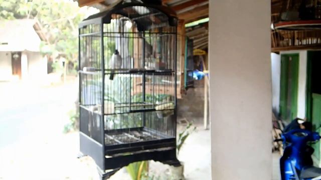 BIRDS COLLECTION/BIRDS COLLECTION OF MY BROTHER IN LAW🐦🐦🐦 смотреть онлайн