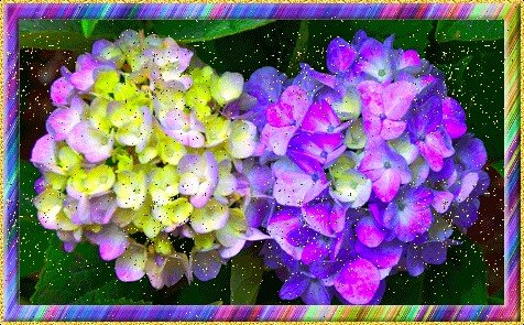 ПРЕЛЕСТНЫЕ ГОРТЕНЗИИ В ЛЕРУА МЕРЛЕН !!! смотреть онлайн