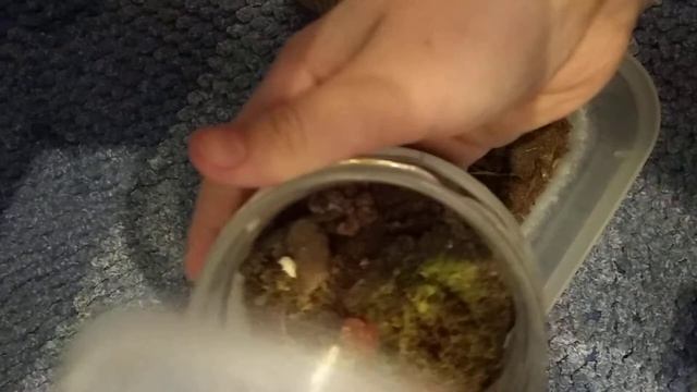 божья коровка уход в домашних условиях ❤️⭐✨ смотреть онлайн