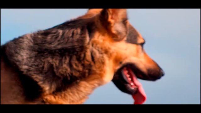 sony cybershot DSChx20v german shepard смотреть онлайн