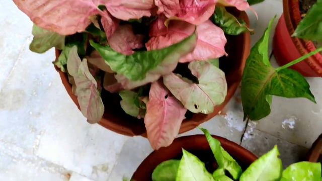 How to make syngonium plant green n bushy, syngonium care n fertilizer, syngonium from cuttings смотреть онлайн