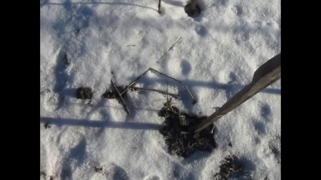 Азимина, зима 2022 года смотреть онлайн