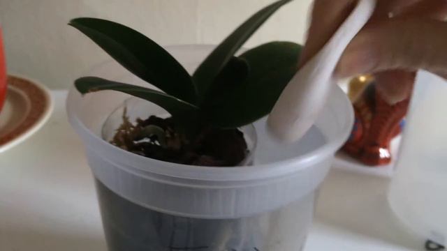 How to water most of my orchids смотреть онлайн