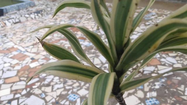 DRACENA REFLEXA смотреть онлайн